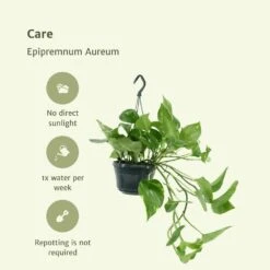 Epipremnum Aureum Scindapsus X2 - H25cm, ø15cm - Plante D'intérieur -Karch Jardin Magasin 02e9e418984afe54