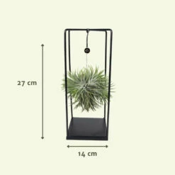 Tillandsia Et Son Support En Cube - H35cm, ø20cm - Plante D'intérieur Tombante -Karch Jardin Magasin 07dcd3d6b0c49e5f