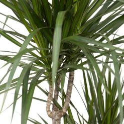 Dracaena Marginata - H115cm, ø21cm - Très Grande Plante D'intérieur 7 Dracaena Marginata - H115cm, ø21cm - Très Grande Plante D'intérieur -Karch Jardin Magasin 07fbb3a2dafa42b8