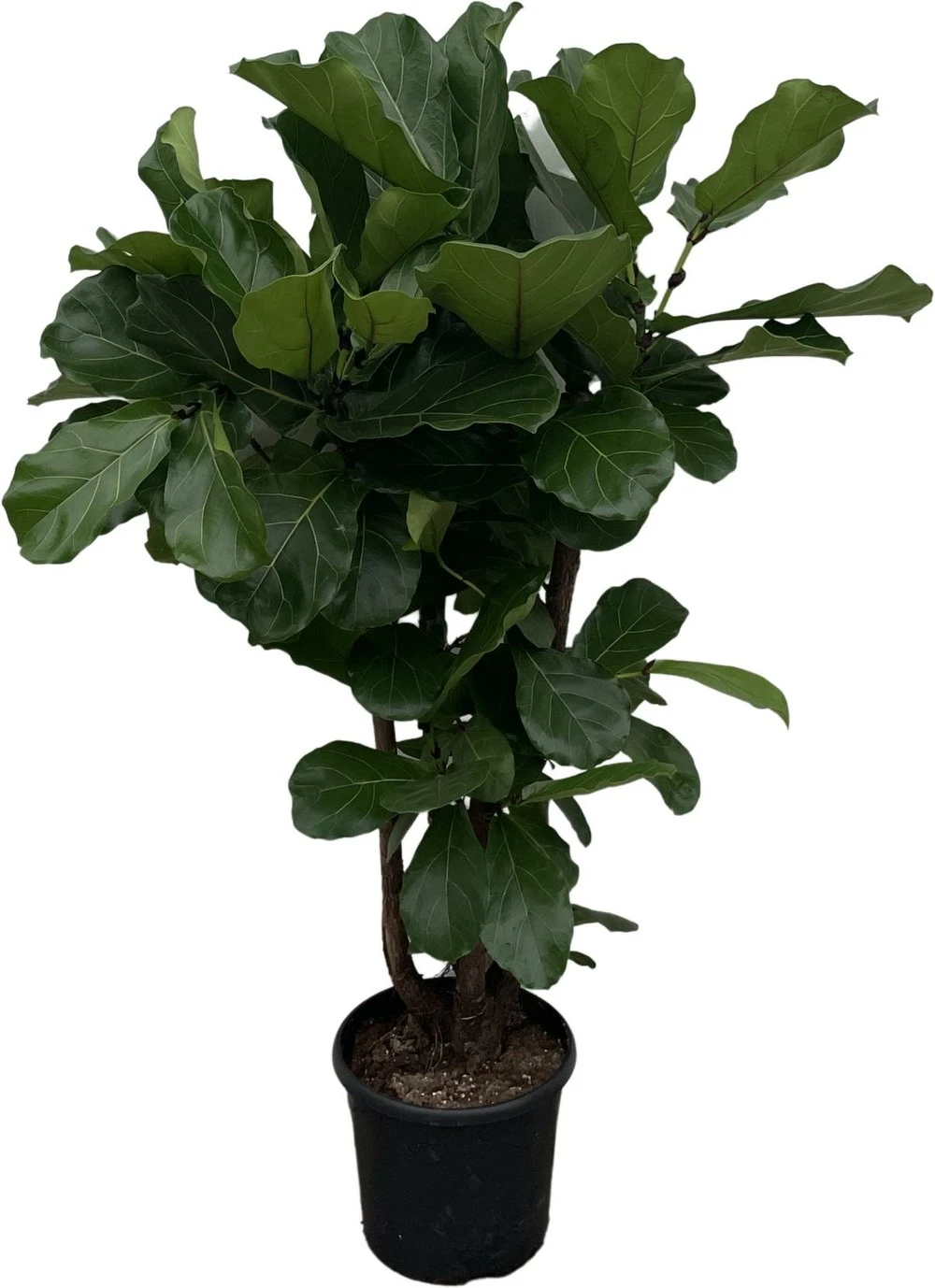 Ficus Lyrata Xxl - H160cm, ø30cm - Très Grande Plante D'intérieur 1 Ficus Lyrata Xxl - H160cm, ø30cm - Très Grande Plante D'intérieur