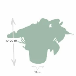 Epipremnum Happy Leaf Scindapsus - H15cm, ø12cm - Plante D'intérieur Tombante 8 Epipremnum Happy Leaf Scindapsus - H15cm, ø12cm - Plante D'intérieur Tombante -Karch Jardin Magasin 1046f5608f3c7eca