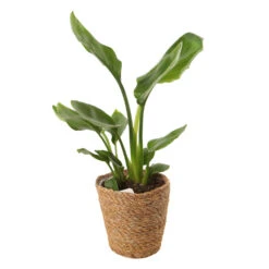 Mix Plantes Vertes, Variétés Variables : Vannerie D12cm -Karch Jardin Magasin 1066833 2124786