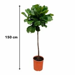 Ficus Lyrata Xl - H150cm, ø30cm - Très Grande Plante D'intérieur 7 Ficus Lyrata Xl - H150cm, ø30cm - Très Grande Plante D'intérieur -Karch Jardin Magasin 147808e77ddb7acd