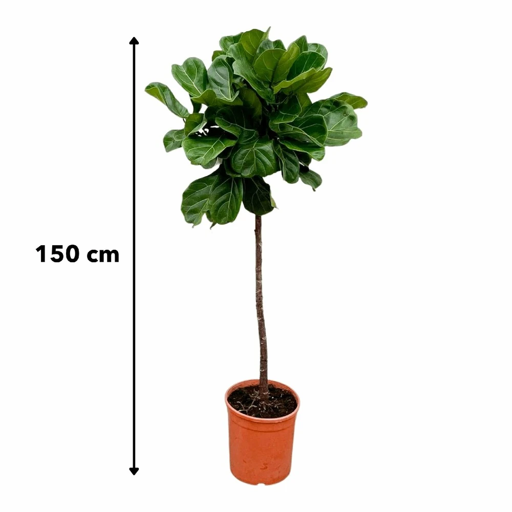 Ficus Lyrata Xl - H150cm, ø30cm - Très Grande Plante D'intérieur 4 Ficus Lyrata Xl - H150cm, ø30cm - Très Grande Plante D'intérieur – Image 4