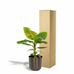 Bananier Nain Cavendish Et Son Cache-pot Noir - H90cm, ø21cm - Grande Plante D'intérieur 9 Bananier Nain Cavendish Et Son Cache-pot Noir - H90cm, ø21cm - Grande Plante D'intérieur -Karch Jardin Magasin 1ad1d9c44e113544