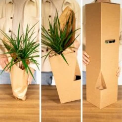 Tillandsia Et Son Support En Cube - H35cm, ø20cm - Plante D'intérieur Tombante -Karch Jardin Magasin 1d4ca7b43168e807