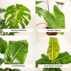 Alocasia Zebrina, Monstera Deliciosa, Bananier Musa, Strelitzia Nicolai - Grandes Plantes D'intérieur -Karch Jardin Magasin 1d9891b5fc13f9ec