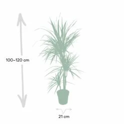 Dracaena Marginata - H115cm, ø21cm - Très Grande Plante D'intérieur 8 Dracaena Marginata - H115cm, ø21cm - Très Grande Plante D'intérieur -Karch Jardin Magasin 205c4d19ff1b1ad5