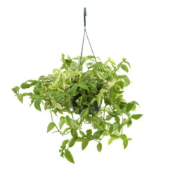 Tradescantia : Suspension Diamètre 18 Cm - Variétés Variables