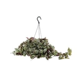 Tradescantia : Suspension Diamètre 18 Cm - Variétés Variables -Karch Jardin Magasin 21071 004
