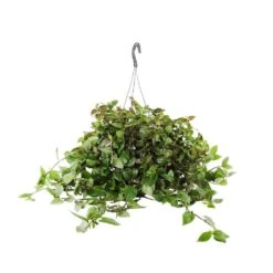 Tradescantia : Suspension Diamètre 18 Cm - Variétés Variables -Karch Jardin Magasin 21071 006