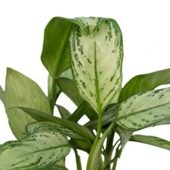 Aglaonema Christina - H30cm, ø12cm - Plante D'intérieur -Karch Jardin Magasin 226315f1022fb16f