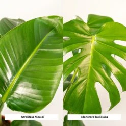 Strelitzia Nicolai, Monstera Deliciosa, Duo De Plantes - Grandes Plantes D'intérieur -Karch Jardin Magasin 234a08022e7bcd88