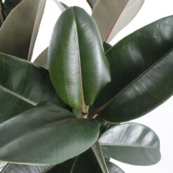 Caoutchouc : 3 Pieds Pot -Karch Jardin Magasin 28705 002