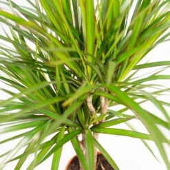 Dracaena Marginata - H90cm, ø17cm - Grande Plante D'intérieur 7 Dracaena Marginata - H90cm, ø17cm - Grande Plante D'intérieur -Karch Jardin Magasin 3086944efa9a2ede