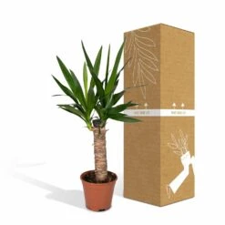 Yucca - H40cm, ø14cm - Plante D'intérieur 9 Yucca - H40cm, ø14cm - Plante D'intérieur -Karch Jardin Magasin 3432fe20eae17f67