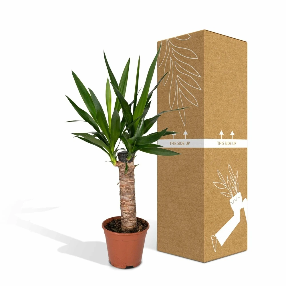 Yucca - H40cm, ø14cm - Plante D'intérieur 5 Yucca - H40cm, ø14cm - Plante D'intérieur – Image 5