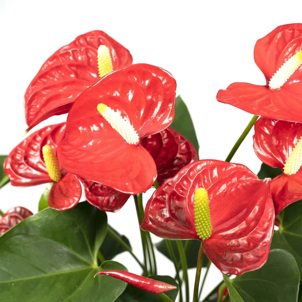 Anthurium Rouge - H55cm, ø17cm - Plante D'intérieur 3 Anthurium Rouge - H55cm, ø17cm - Plante D'intérieur – Image 3