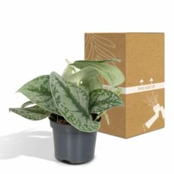 Pothos Scindapsus Pictus Epipremnum - H15cm, ø12cm - Plante D'intérieur Tombante -Karch Jardin Magasin 38bd88a072b8a259