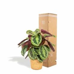 Calathea Médaillon Et Son Panier Naturel - H65cm, ø19cm - Plante D'intérieur -Karch Jardin Magasin 39375a6afe5bd28e