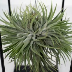 Tillandsia Et Son Support En Cube - H35cm, ø20cm - Plante D'intérieur Tombante -Karch Jardin Magasin 3a8531a0d40b3602