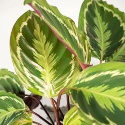 Calathea Médaillon Et Son Panier Naturel - H65cm, ø19cm - Plante D'intérieur -Karch Jardin Magasin 3f8b742e960cfe19