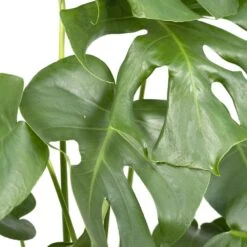 Monstera Deliciosa - H55cm, ø17cm - Plante D'intérieur -Karch Jardin Magasin 403df5ce7a9af6ee