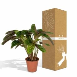 Calathea Flamestar - H75cm, ø19cm - Grande Plante D'intérieur -Karch Jardin Magasin 42cf26d6aec70c6e