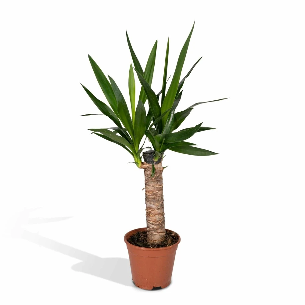 Yucca - H40cm, ø14cm - Plante D'intérieur 1 Yucca - H40cm, ø14cm - Plante D'intérieur
