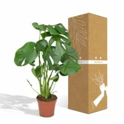 Monstera Deliciosa - H55cm, ø17cm - Plante D'intérieur -Karch Jardin Magasin 4599ee42bbec50b0