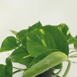 Epipremnum Aureum Scindapsus X2 - H25cm, ø15cm - Plante D'intérieur -Karch Jardin Magasin 461f129a2cd4c0d8