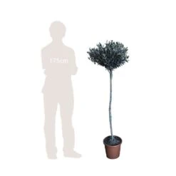 Olivier, Olea Europaea, Sur Tige H120/140cm : Pot D24cm -Karch Jardin Magasin 471424 002