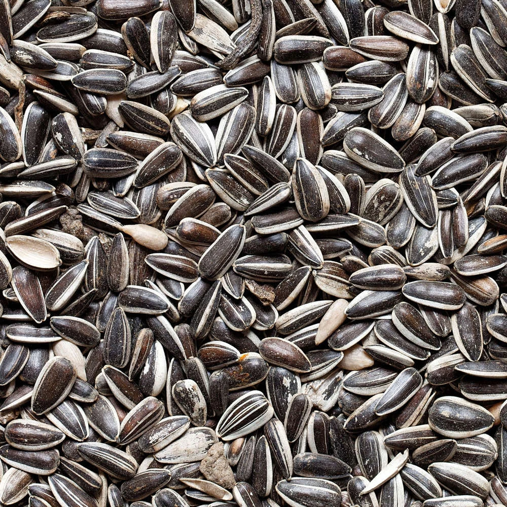 Graines De Tournesol Pour Oiseaux Du Jardin - 20 Kg 2 Graines De Tournesol Pour Oiseaux Du Jardin - 20 Kg – Image 2