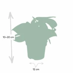 Pothos Scindapsus Pictus Epipremnum - H15cm, ø12cm - Plante D'intérieur Tombante -Karch Jardin Magasin 4ac80b88f941ba75