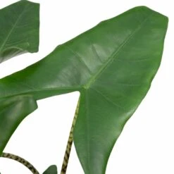 Alocasia Zebrina - H75cm, ø19cm - Grande Plante D'intérieur -Karch Jardin Magasin 4d92f21551794d46