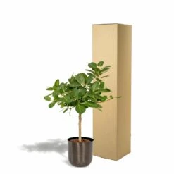 Ficus Benghalensis Et Son Cache-pot Noir - H90cm, ø21cm - Grande Plante D'intérieur -Karch Jardin Magasin 4eb4833498f77221