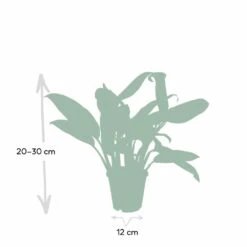 Aglaonema Christina - H30cm, ø12cm - Plante D'intérieur -Karch Jardin Magasin 52d68148d9d73b0c
