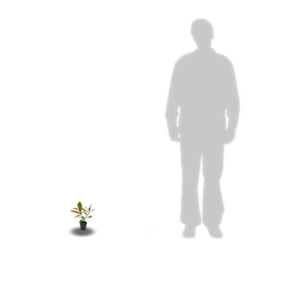 Magnolia à Grandes Fleurs Grandiflora Galissoniensis/godet - 5/20 Cm 2 Magnolia à Grandes Fleurs Grandiflora Galissoniensis/godet - 5/20 Cm – Image 2