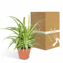 Chlorophytum - H25cm, ø12cm - Plante D'intérieur -Karch Jardin Magasin 58d98f93a3e197de