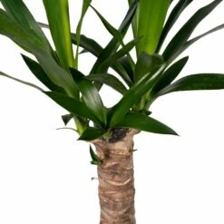 Yucca - H40cm, ø14cm - Plante D'intérieur 7 Yucca - H40cm, ø14cm - Plante D'intérieur -Karch Jardin Magasin 5f16e0f52d300105