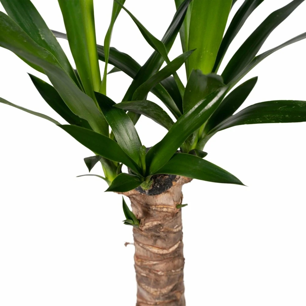 Yucca - H40cm, ø14cm - Plante D'intérieur 3 Yucca - H40cm, ø14cm - Plante D'intérieur – Image 3