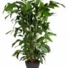Caryota Mitis - Pot ⌀27 Cm - H. 120-130cm (hauteur Pot Incluse)
