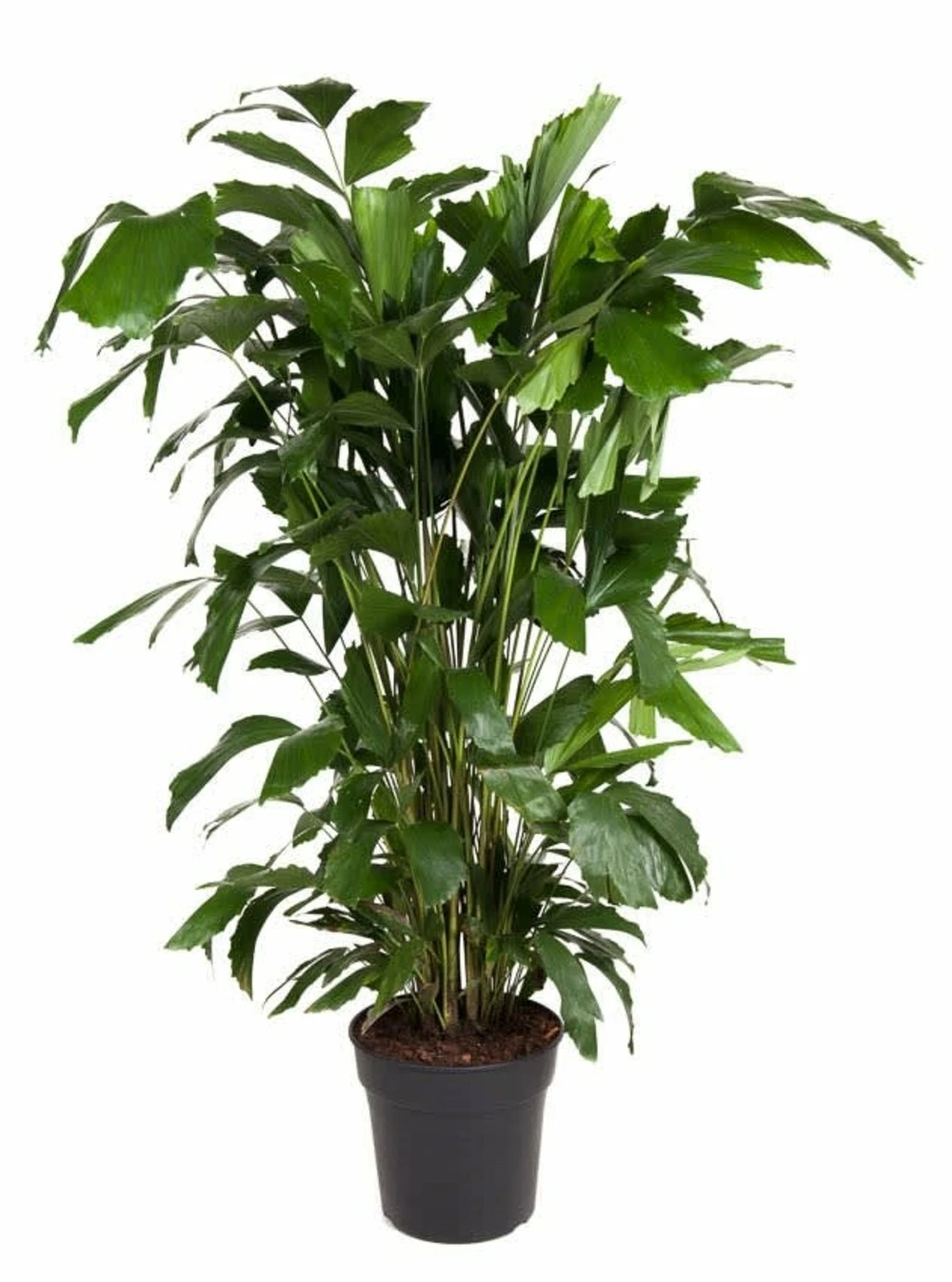 Caryota Mitis - Pot ⌀27 Cm - H. 120-130cm (hauteur Pot Incluse) 1 Caryota Mitis - Pot ⌀27 Cm - H. 120-130cm (hauteur Pot Incluse)