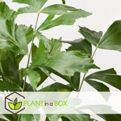 Caryota Mitis - Pot ⌀27 Cm - H. 120-130cm (hauteur Pot Incluse) 7 Caryota Mitis - Pot ⌀27 Cm - H. 120-130cm (hauteur Pot Incluse) -Karch Jardin Magasin 628632b4a09989.02712162