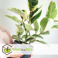 Ficus Elastica Tineke - Pot ⌀24cm - H.80-100cm (hauteur Pot Incluse) -Karch Jardin Magasin 628632b95950e8.89576887