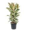 Ficus Elastica Tineke - Pot ⌀24cm - H.80-100cm (hauteur Pot Incluse)
