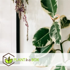 Ficus Elastica Tineke - Pot ⌀24cm - H.80-100cm (hauteur Pot Incluse) -Karch Jardin Magasin 628632b9988080.85837327