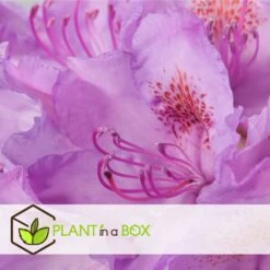 Assorti De 3 Rhododendron - Pot ⌀9cm - H.25-40cm (hauteur Pot Incluse) 7 Assorti De 3 Rhododendron - Pot ⌀9cm - H.25-40cm (hauteur Pot Incluse) -Karch Jardin Magasin 628bcc62089c45.24594978