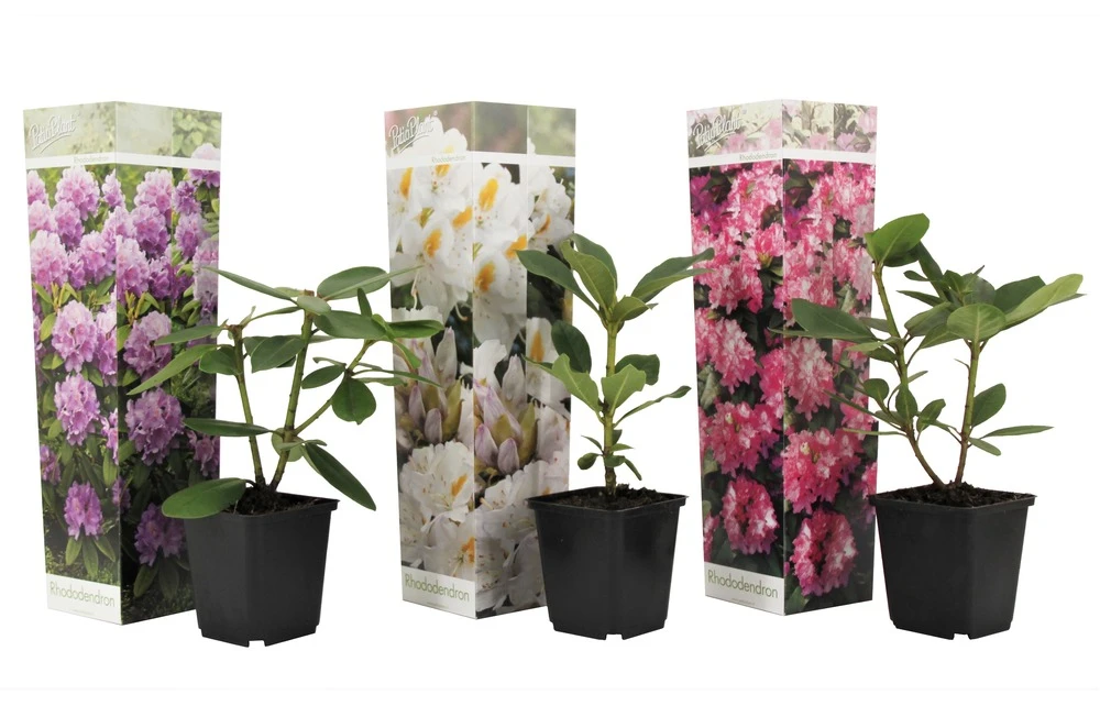 Assorti De 3 Rhododendron - Pot ⌀9cm - H.25-40cm (hauteur Pot Incluse) 1 Assorti De 3 Rhododendron - Pot ⌀9cm - H.25-40cm (hauteur Pot Incluse)