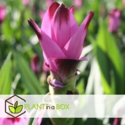 Curcuma - Pot ⌀19cm - H.80-100cm (hauteur Pot Incluse) -Karch Jardin Magasin 628bcf3a10c717.51416827